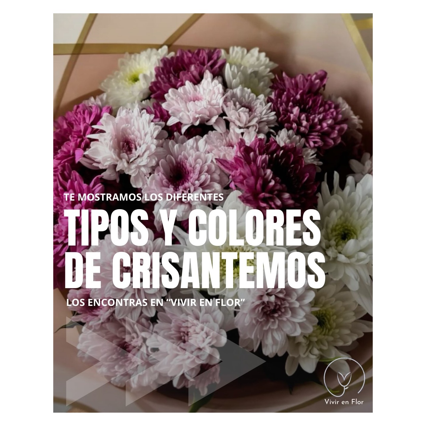 Crisantemos en variedad de colores y formas