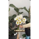 Las flores más elegidas: margaritas, gerberas y más