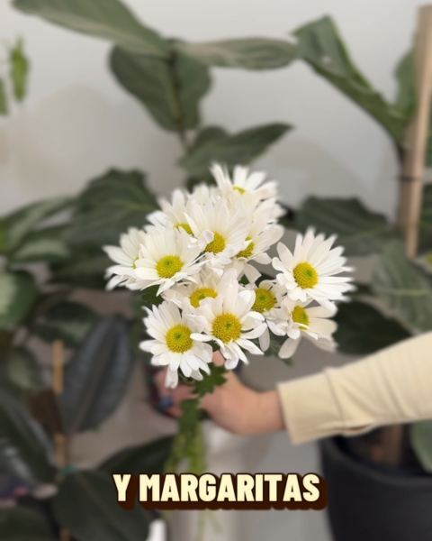 Las flores más elegidas: margaritas, gerberas y más