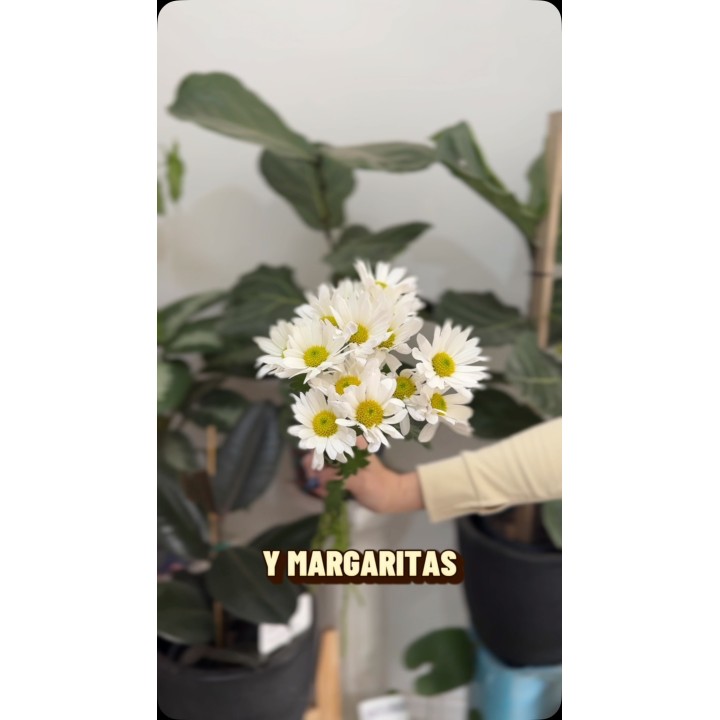 Las flores más elegidas: margaritas, gerberas y más