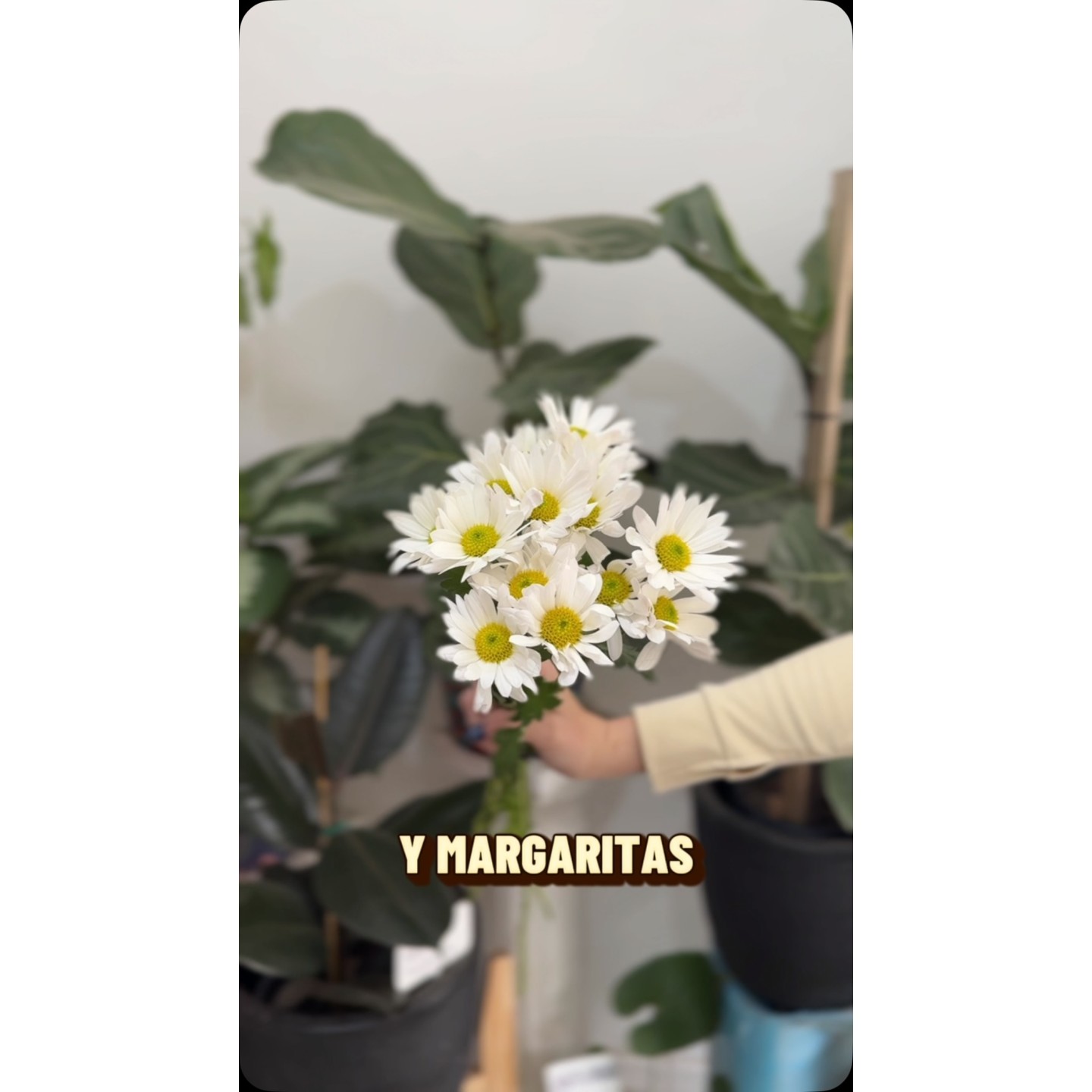Las flores más elegidas: margaritas, gerberas y más