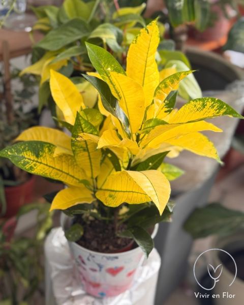 Crotones en variedad