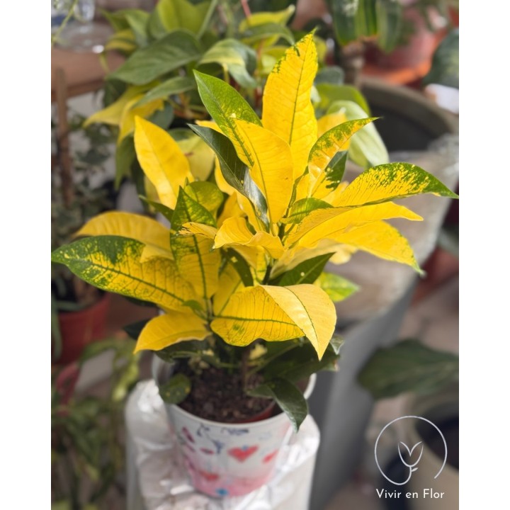 Crotones en variedad