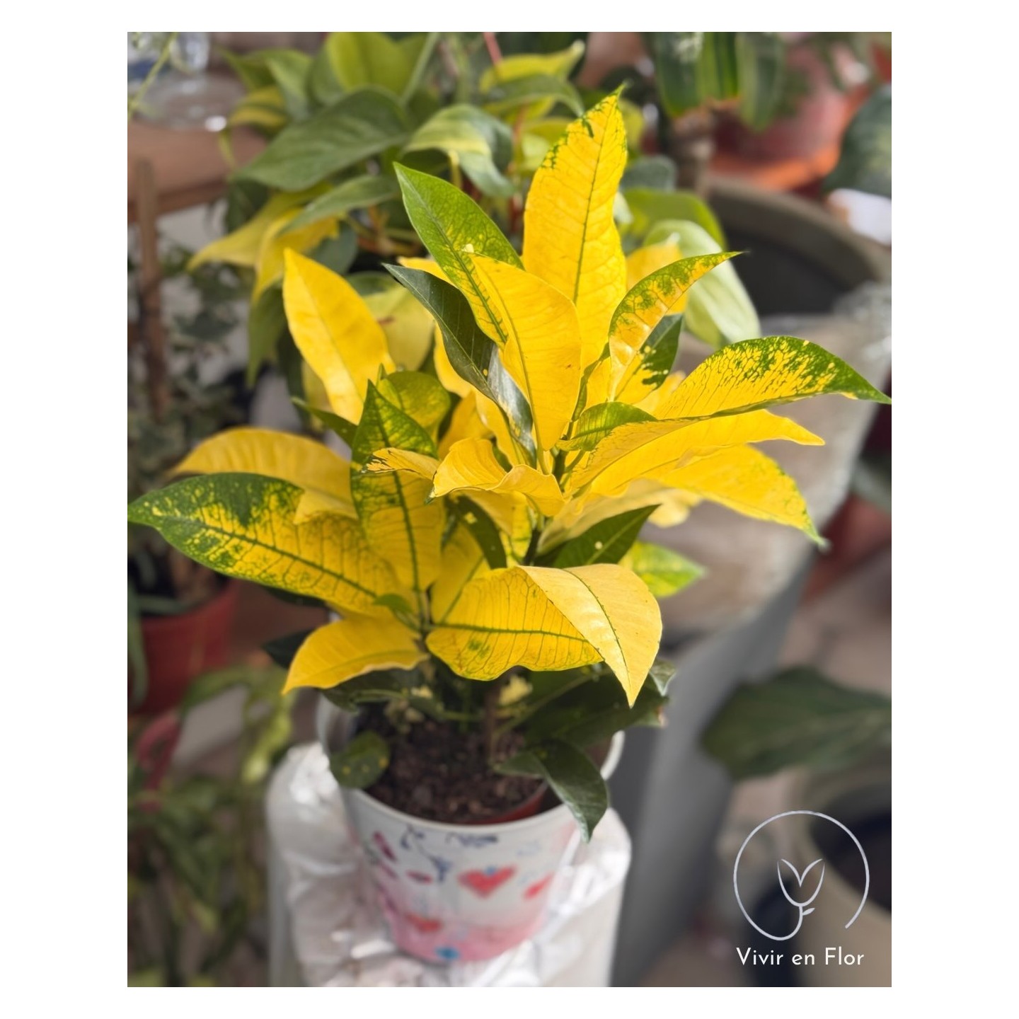 Crotones en variedad