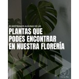 Plantas de interior para tu casa