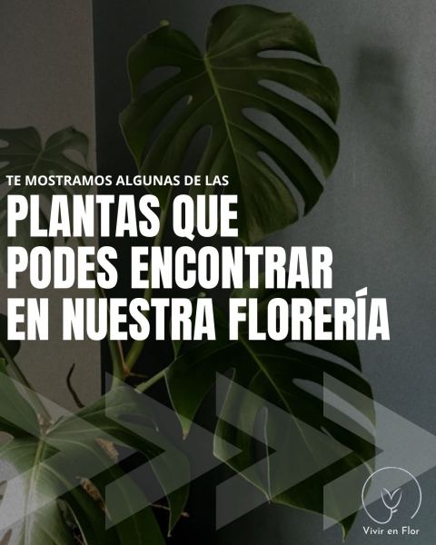 Plantas de interior para tu casa