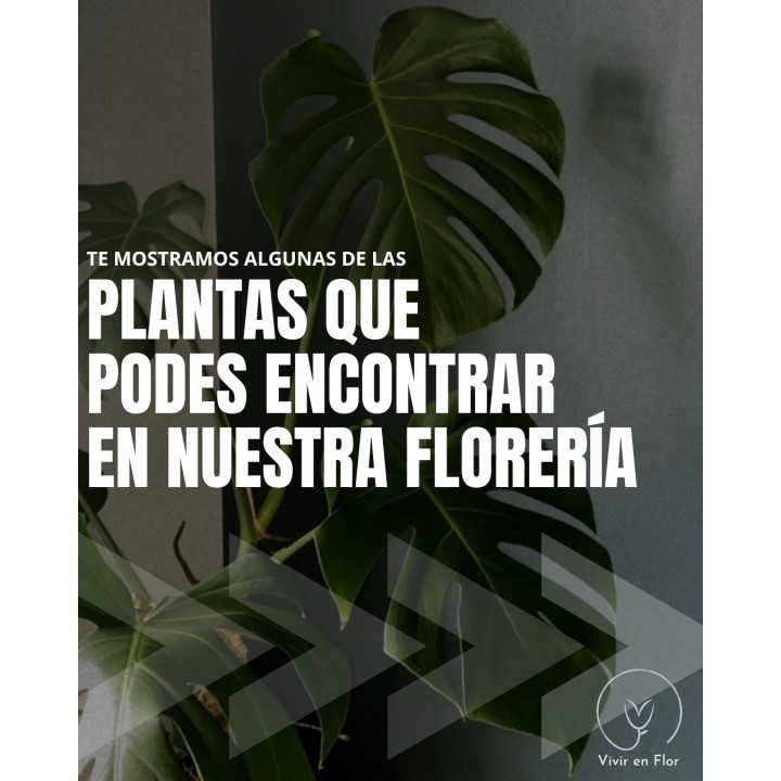 Plantas de interior para tu casa
