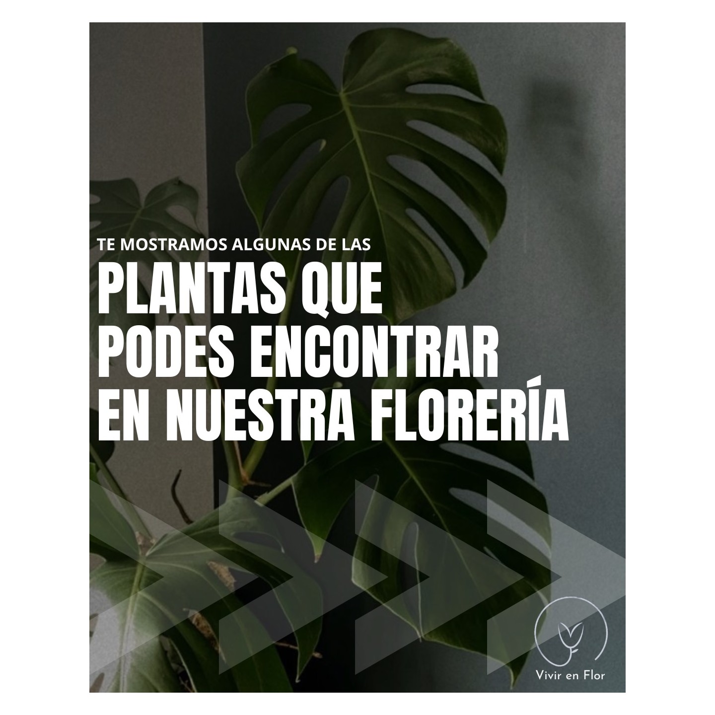 Plantas de interior para tu casa
