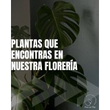 Plantas de interior para tu casa