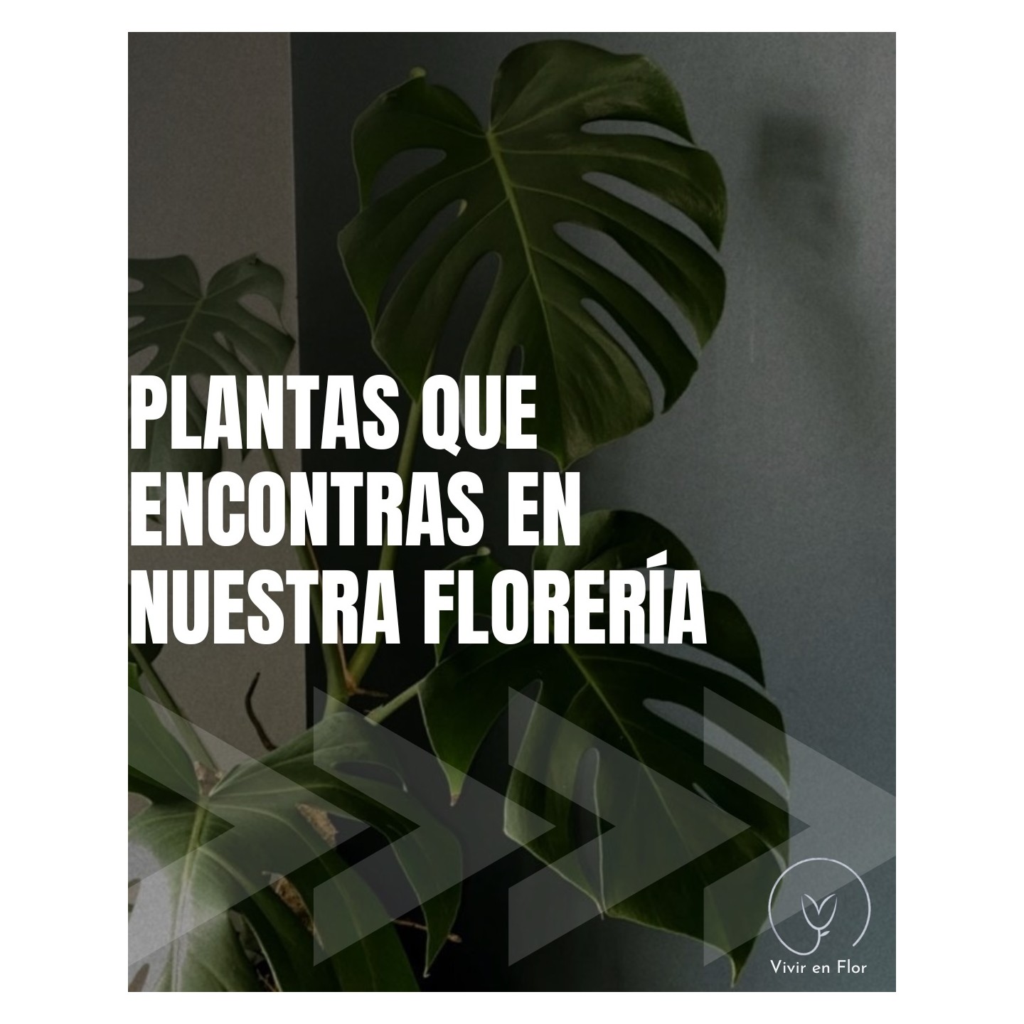 Plantas de interior para tu casa