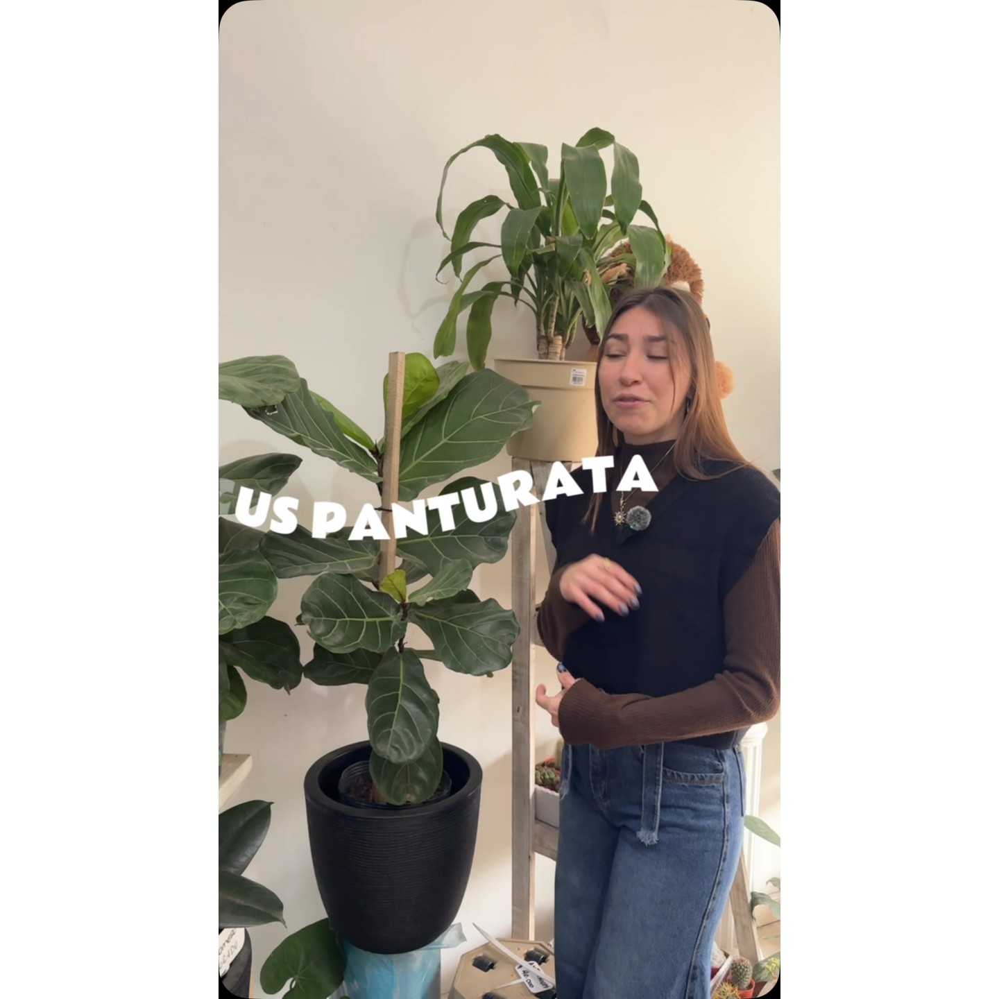 Plantas de interior para tu casa
