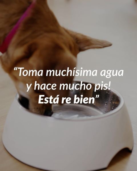 Consulta veterinaria