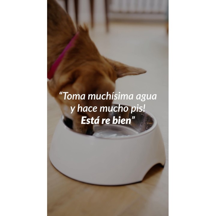 Consulta veterinaria