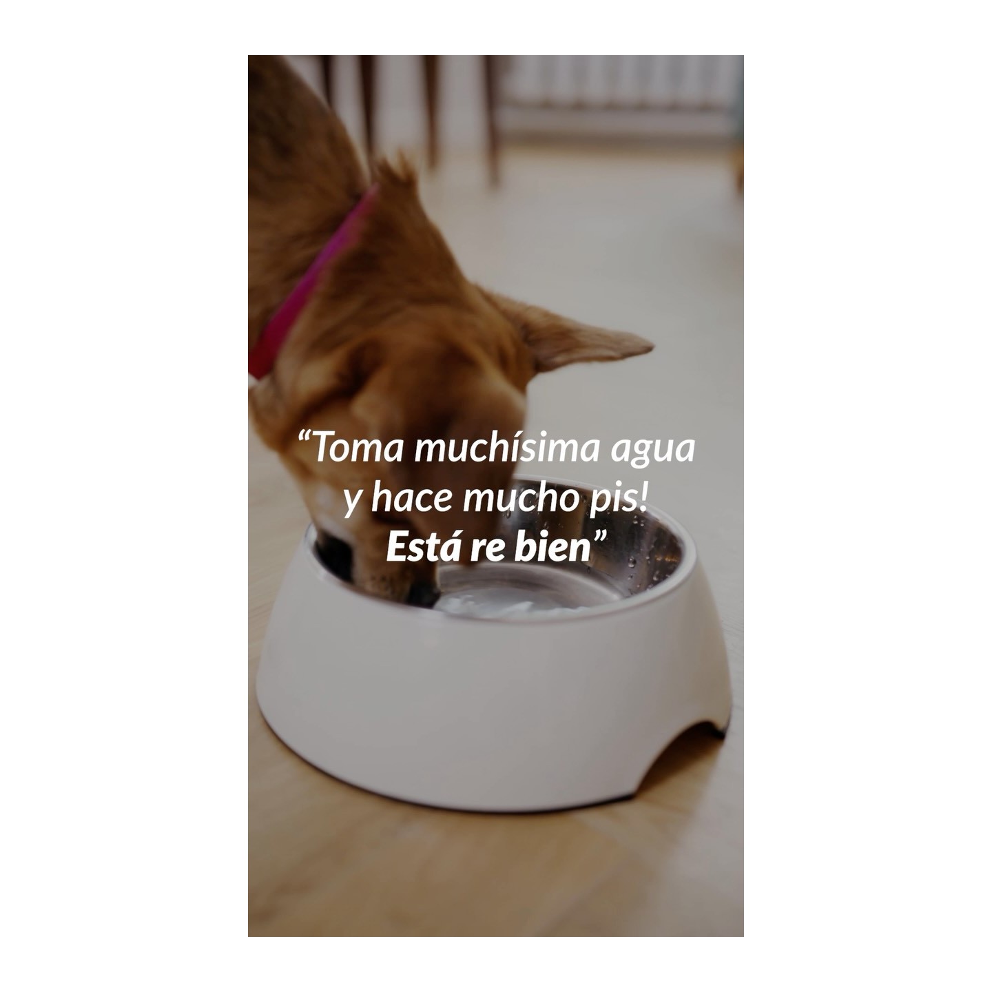 Consulta veterinaria