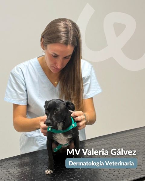 Dermatología veterinaria