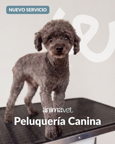 Peluquería canina