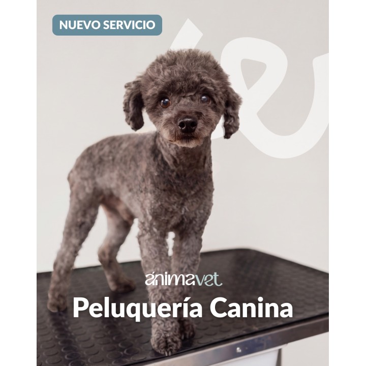 Peluquería canina