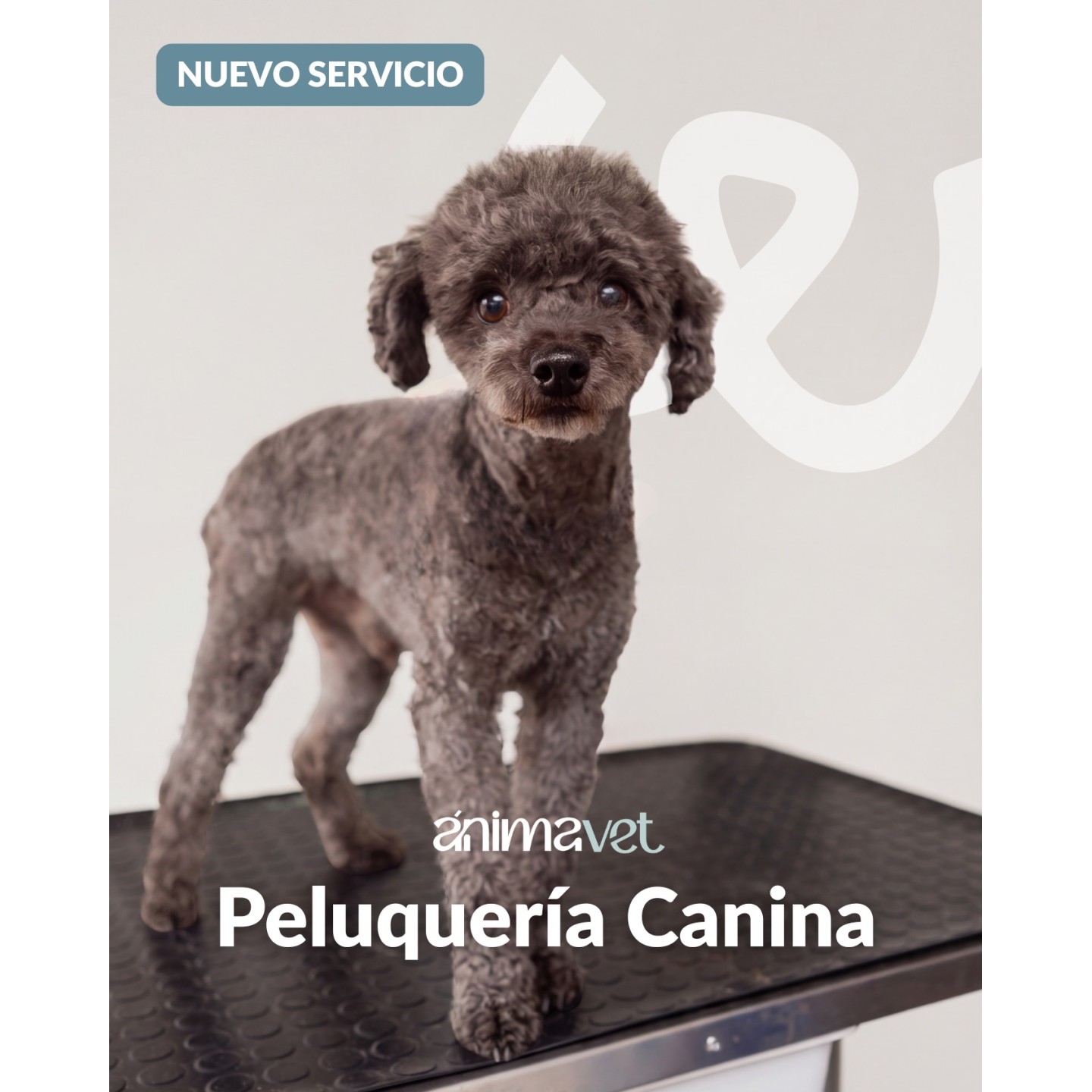 Peluquería canina