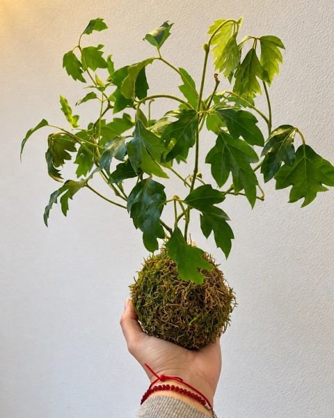 Kokedama Hiedra de uva