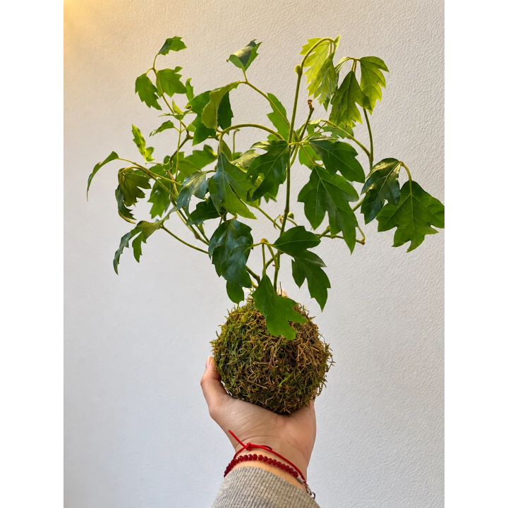 Kokedama Hiedra de uva