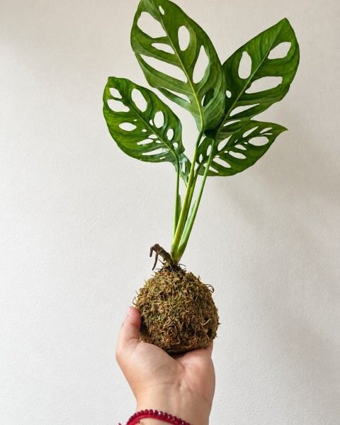Kokedama Monstera agujerada