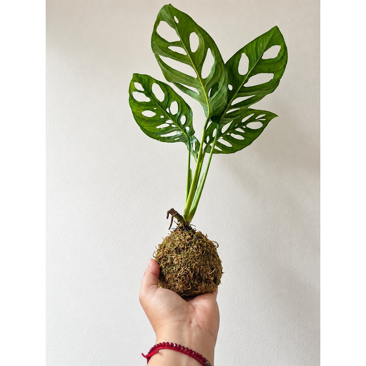 Kokedama Monstera agujerada