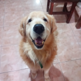 Consultas veterinarias a domicilio