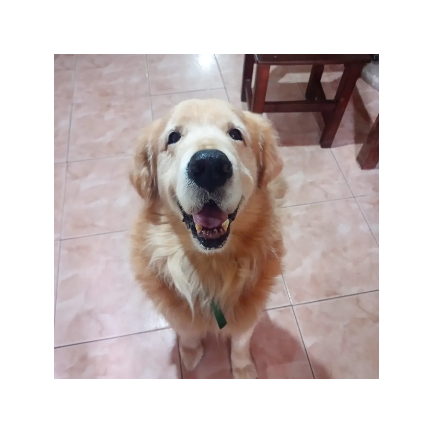 Consultas veterinarias a domicilio
