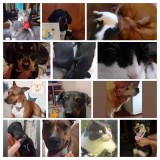 Consultas veterinarias a domicilio