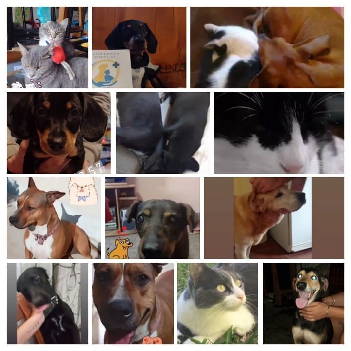 Consultas veterinarias a domicilio