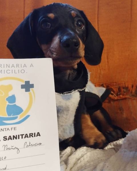 Vacunación y desparasitación a domicilio