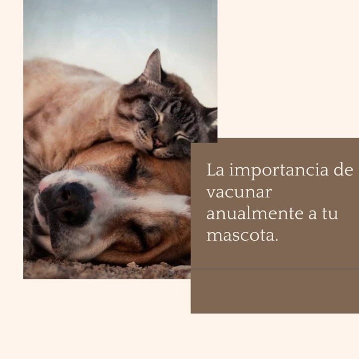 Vacunación y desparasitación a domicilio