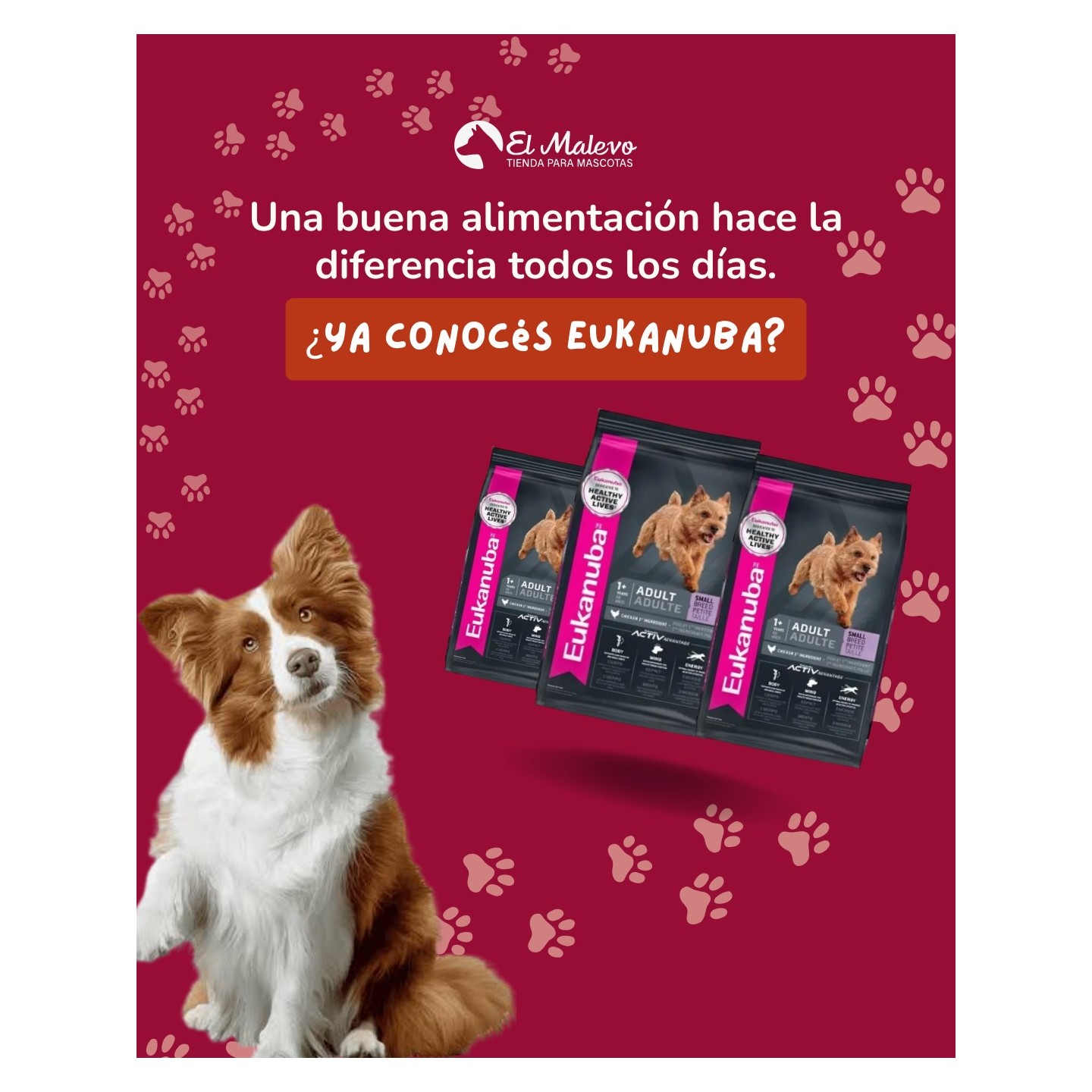 Alimento Eukanuba para perros y gatos