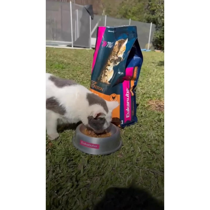 Alimento Eukanuba para perros y gatos