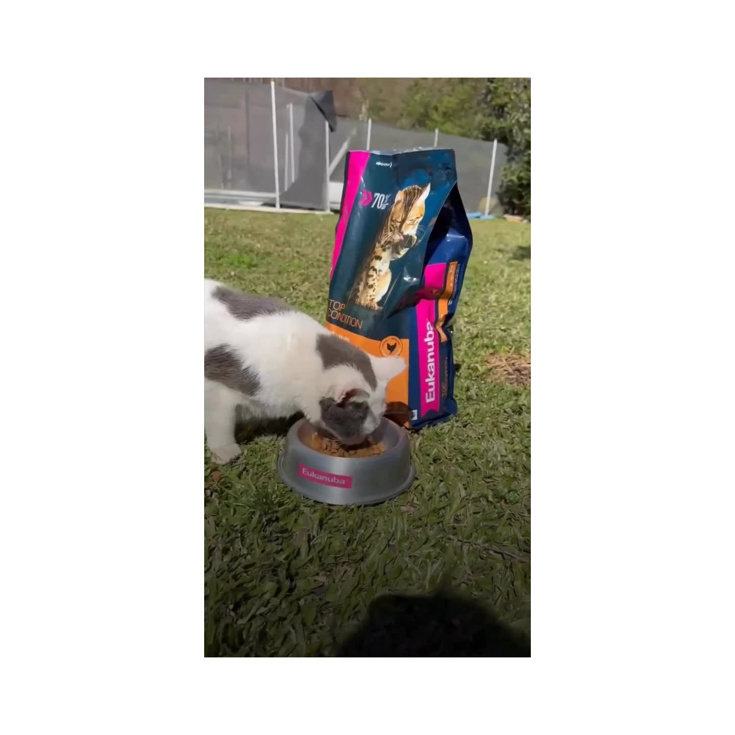 Alimento Eukanuba para perros y gatos