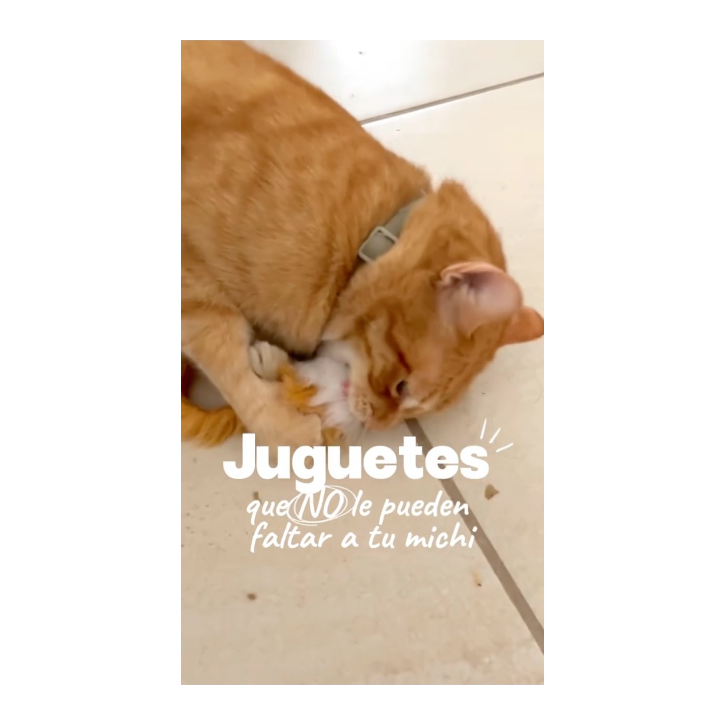 Juguetes para gatos