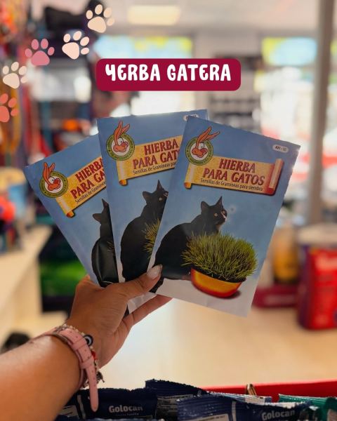Yerba gatera