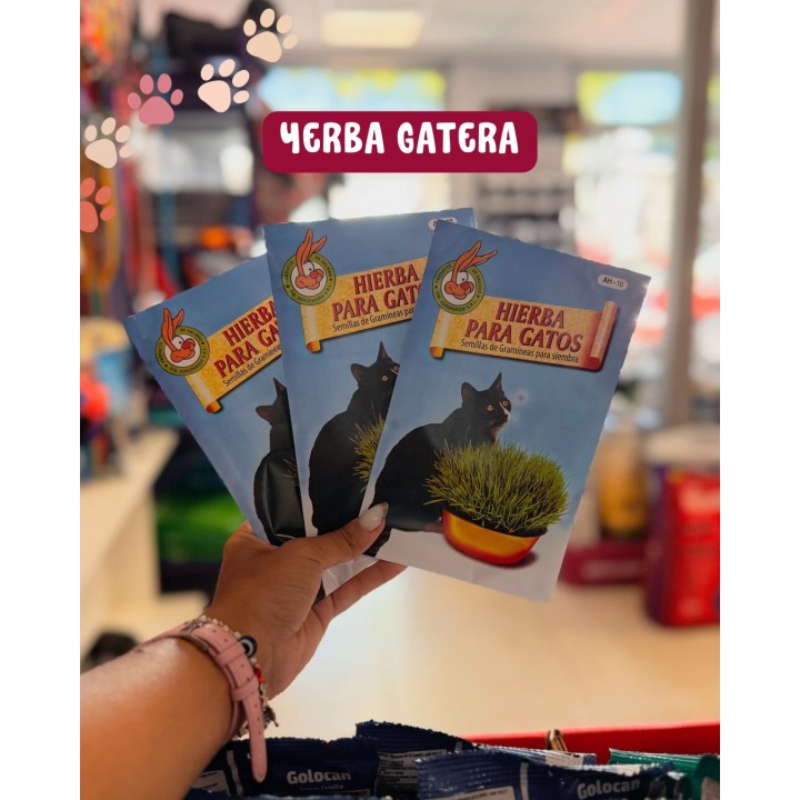 Yerba gatera