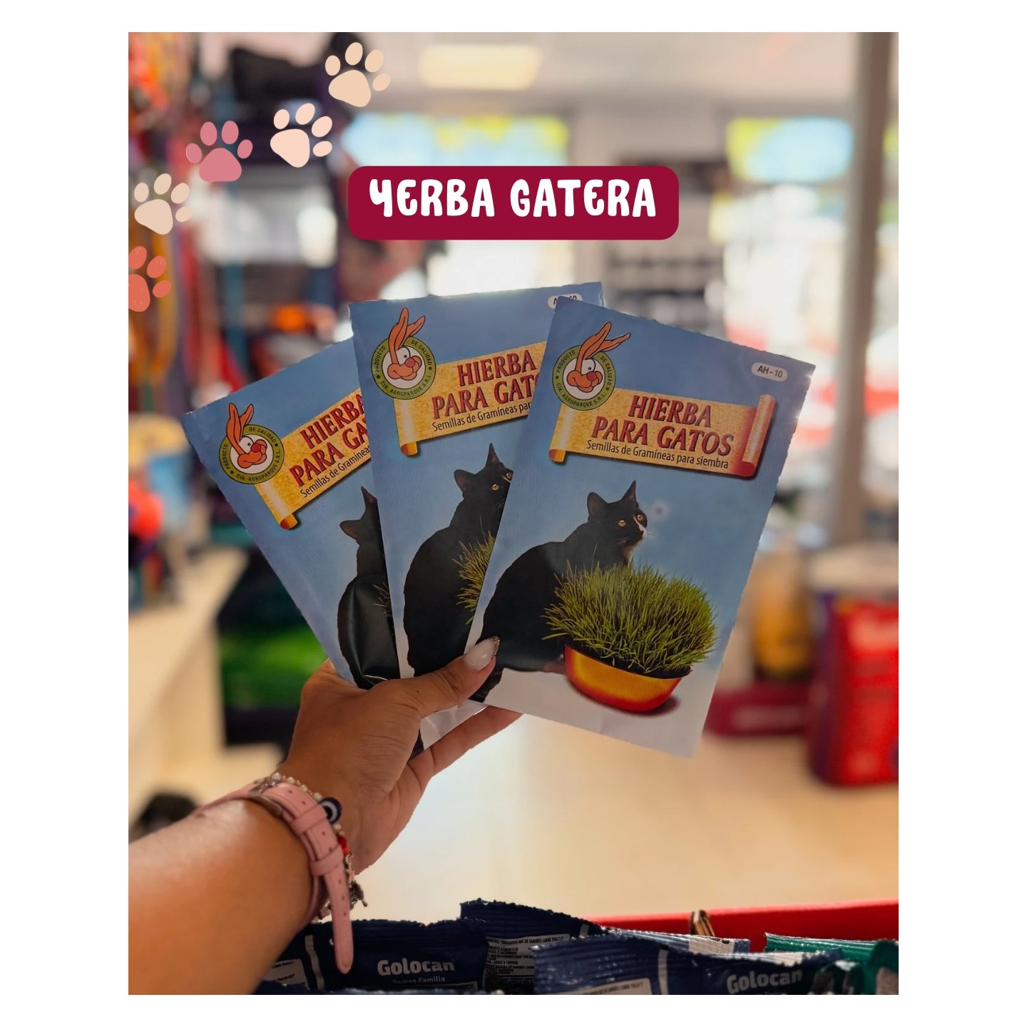 Yerba gatera
