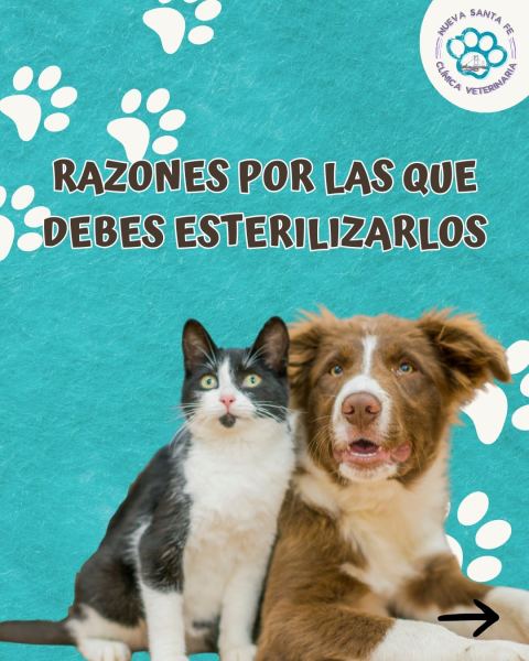 Asesoramiento sobre esterilización