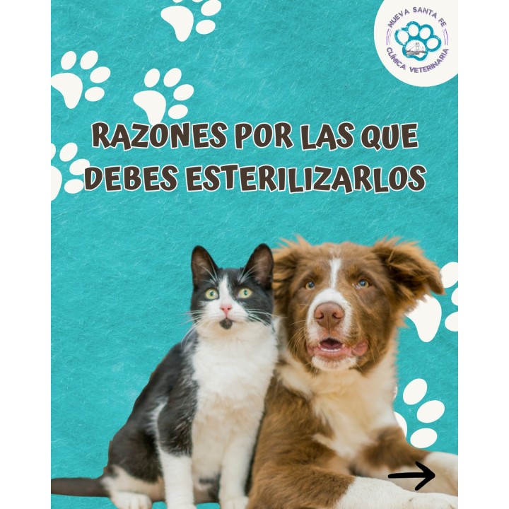 Asesoramiento sobre esterilización