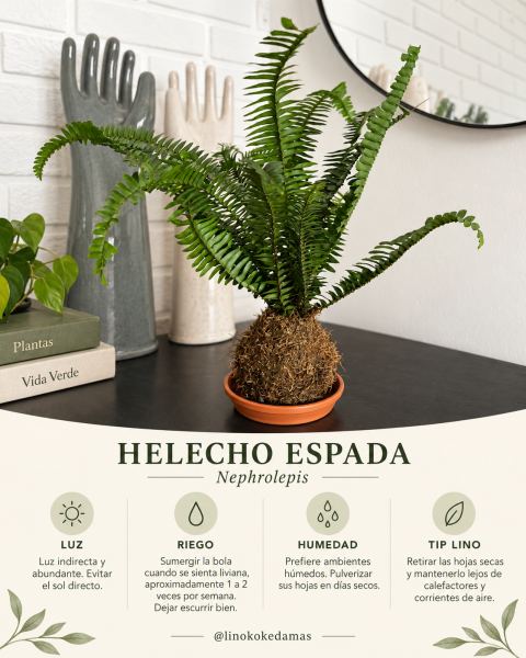 Kokedama de Helecho Espada.