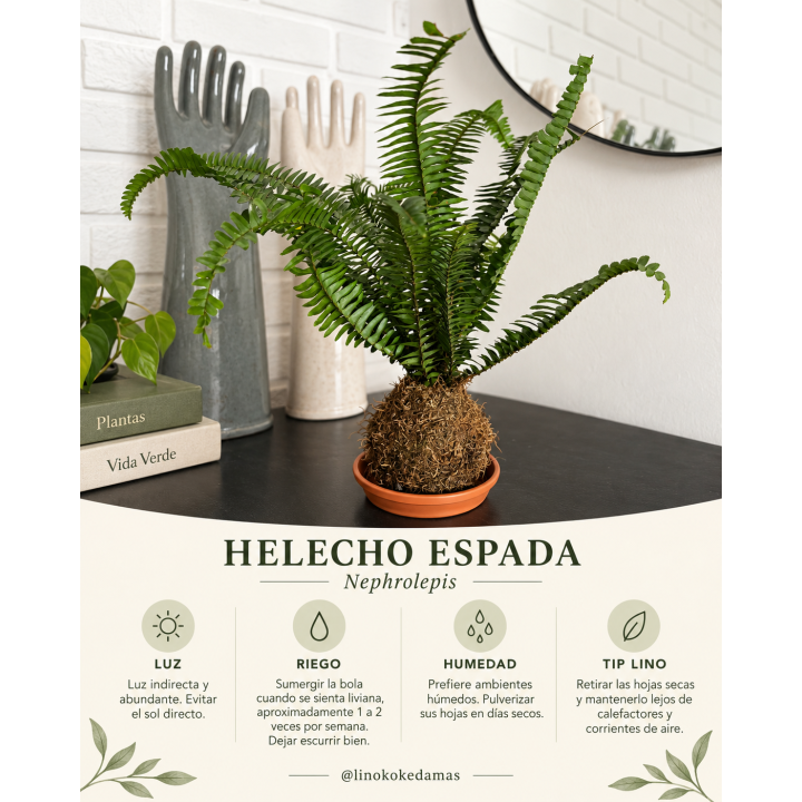 Kokedama de Helecho Espada.