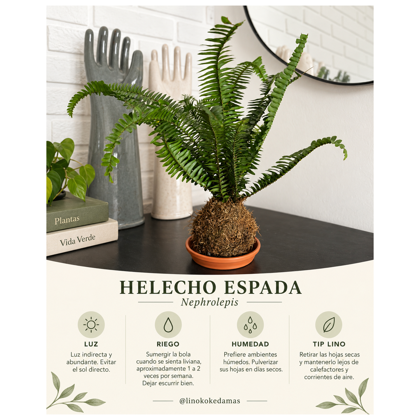 Kokedama de Helecho Espada.