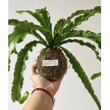 Kokedama de Helecho Tropical.