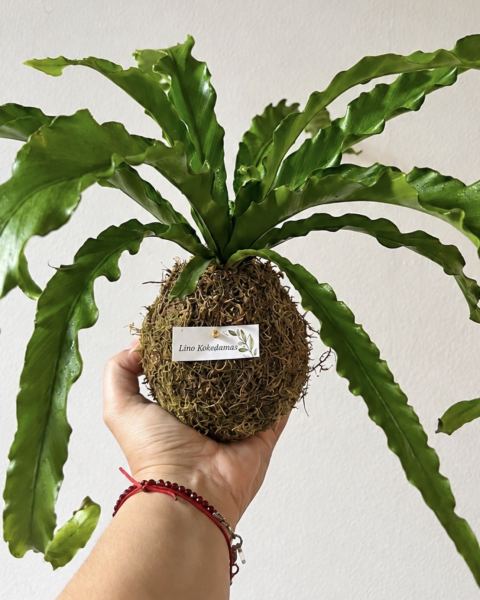 Kokedama de Helecho Tropical.