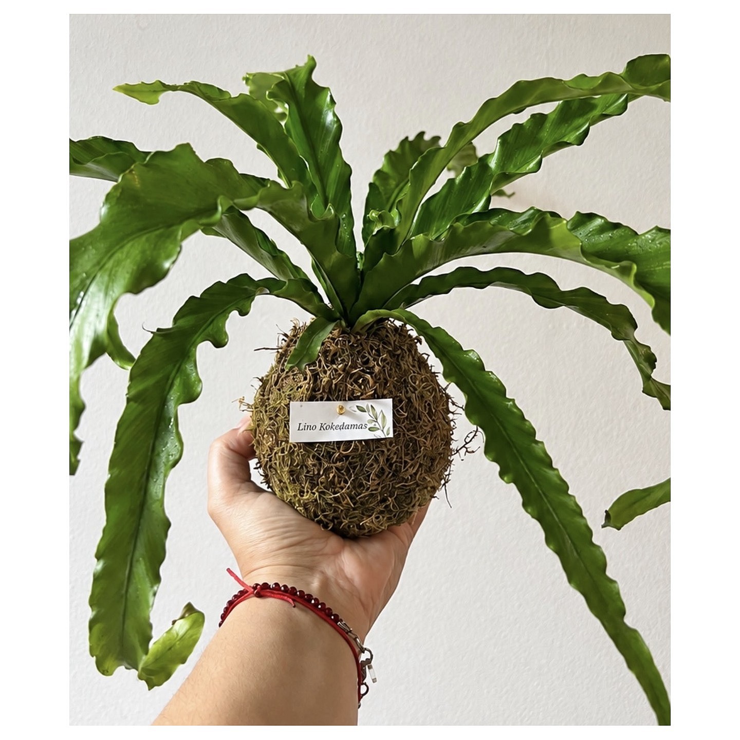 Kokedama de Helecho Tropical.