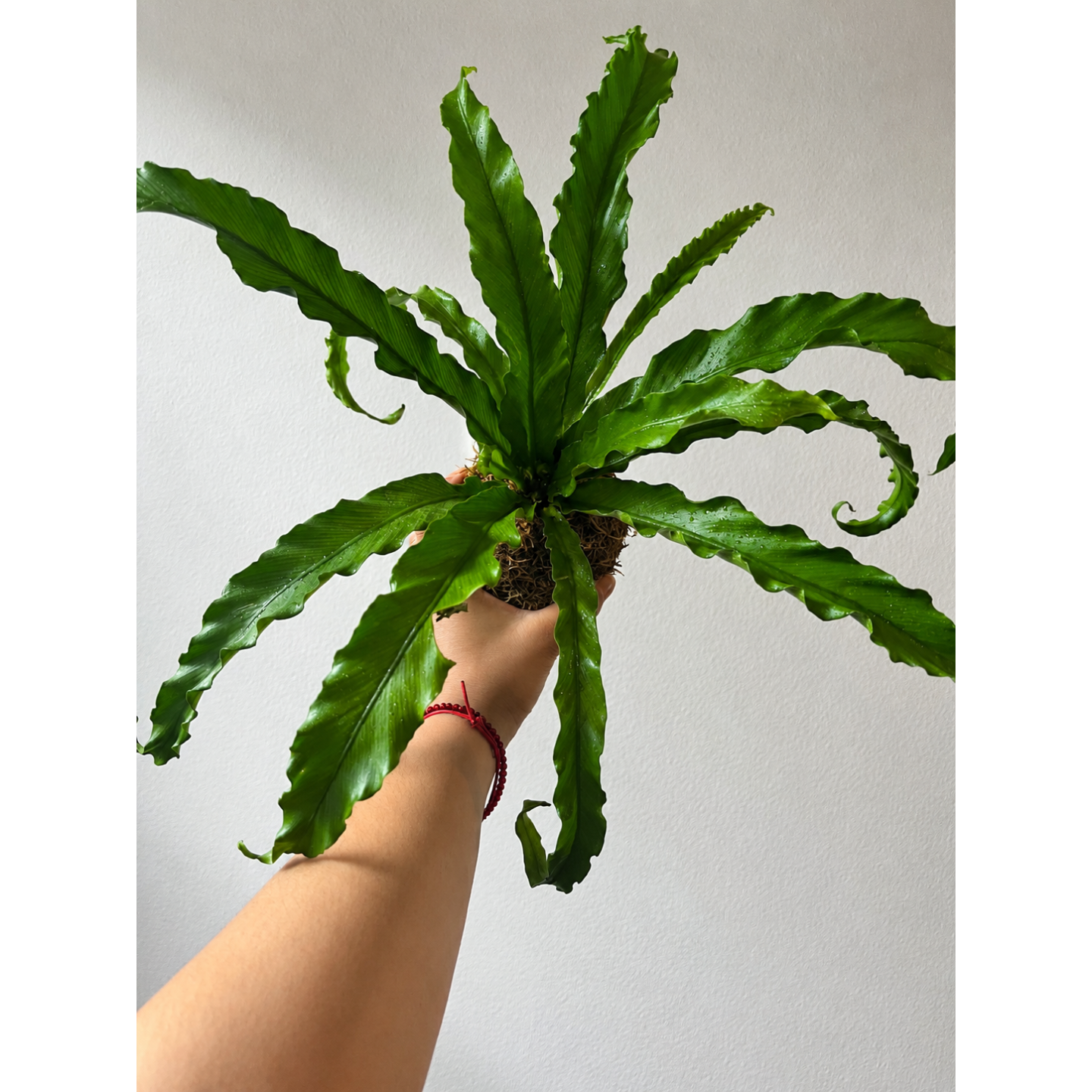 Kokedama de Helecho Tropical.