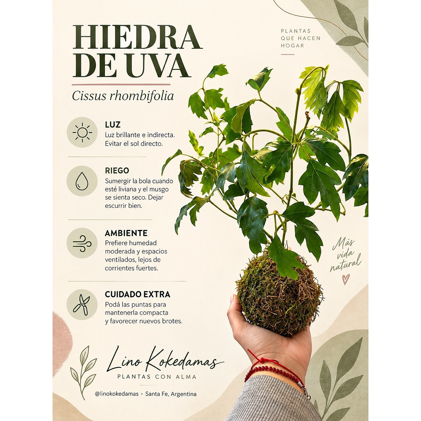 Kokedama Hiedra de uva