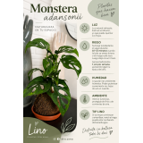 Kokedama Monstera agujerada